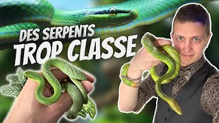 DES SERPENTS quotLOMA APPROVEDquot Le genre Gonyosoma Vulga Wild  Ep 6 [upl. by Vernor]