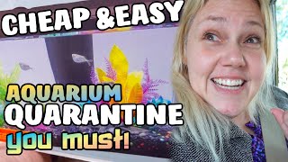 How To Set Up a Cheap Quarantine Hospital Tank [upl. by Britt]