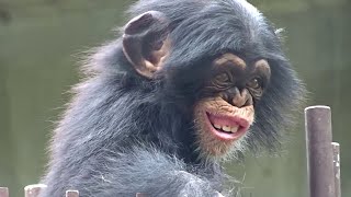 Cute and funny Twin Baby of Chimpanzee  Baby Chimps Can’t Stop [upl. by Millar]