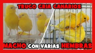 COMO CRIAR CON UN CANARIO Y VARIAS CANARIAS 🐤 Truco para Criar Canarios con Exito y Muy Facil [upl. by Anemolif407]