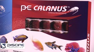 Piscine Energetics Presents Calanus [upl. by Airdnax]