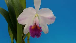 Cattleya trianae fcoeruleaShiun  orchid [upl. by Delos]