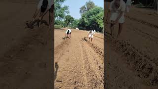 सरसो का क्यारा  धोरा farmer agriculture [upl. by Millur]