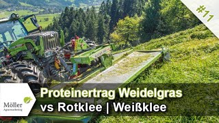 Deutsches Weidelgras Weißklee und Rotklee im Vergleich Grünland verbessern Teil 1116 [upl. by Colon198]