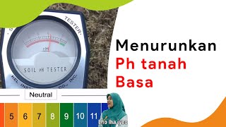 5 Cara Menurunkan pH Tanah [upl. by Aicinad]