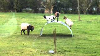 Goats playing on a metal sheet [upl. by Ayom]