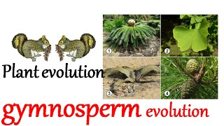 Plant evolution  gymnosperm evolution [upl. by Anauqes]