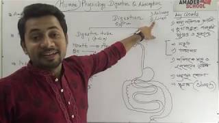 HSC Zoology  Human Physiology  Digestion and Absorption  Part 1  Fahad Sir [upl. by Annyahs258]