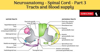 Tracts  Ascending Descending Tracts amp Blood supply of spinal cord  Clinical correlations [upl. by Ettinger82]