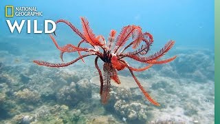 Feather Stars and Their Animal Invaders  Nat Geo Wild [upl. by Topping]