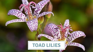 How To Grow Toad Lilies  Tricyrtis  Vlogmas 2023 Cottoverdi [upl. by Macfarlane]