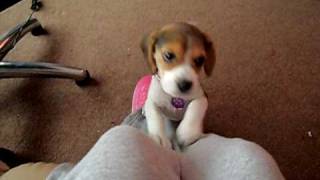 Beagle pup doing the famous head tilt to me whistling  10 weeks old [upl. by Pudendas715]