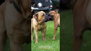 Male and Female Boerboel Playful Interaction shorts boerboelbreeders boerboelpuppies boerboel [upl. by Luy]