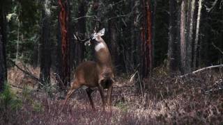 Trailer  JSHA S14E7  quotA Fall Whitetail Seasonquot Airing February 6th 2017 [upl. by Nydia550]