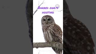 Barred owls hooting [upl. by Nole]