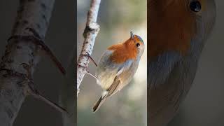 European Robin Erithacus rubecula in Chat Family Muscicapidae  Observed in Description [upl. by Yesnnyl183]