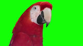 Red Parrot Green Screen  Free Footage [upl. by Wyly]