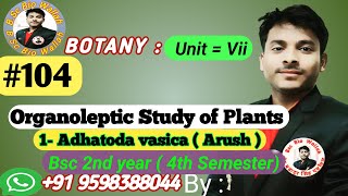 1 Adhatoda Vasica  Organoleptic Study of Plants  adhatodavasica organolepticstudyofplants [upl. by Noryahs186]