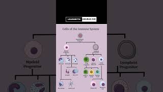 Immune Cells प्रतिरक्षी कोशिकाएं LearnWithAnuragSir facts neetbiology biology trending [upl. by Hehre]