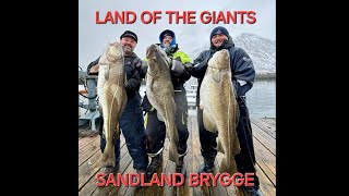 COD FISHING IN NORWAY LAND OF THE GIANTS SandlandBrygge [upl. by Auhel]