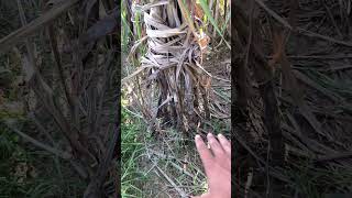 किसान 0238 को भूल जाएँगे ।इस वैरायटी के सामने 15027 sugarcane farming farmer variety new video [upl. by Atneciv]