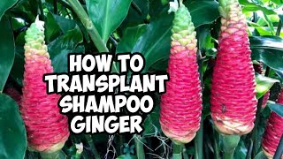 How To Transplant Shampoo Ginger Plant  Hawaiian Awapuhi  Whimsy Crafter [upl. by Annasus]