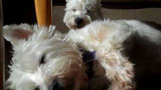 Westie  Daisy and Lily quotSoaking Up the Sunquot [upl. by Vernon206]