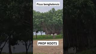 Banyan tree PROP roots arise from horizontal branches trees neet nature mbbs aiims [upl. by Belanger]