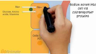 Tubular Reabsorption amp Secretion  Renal System [upl. by Shelman352]