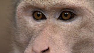 30 Minutes of Incredible Primate Moments [upl. by Yellah]