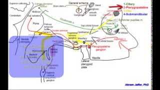 Cranial parasympathetic ganglia [upl. by Marsiella]