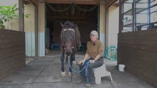 How to Use a Cribbing Collar on Horses [upl. by Gwenn643]