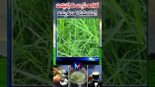 పొద్దున్నే ఈ జ్యూస్ తాగితేఅమృతంతో సమానం  Garika Juice  My3 [upl. by Egan739]