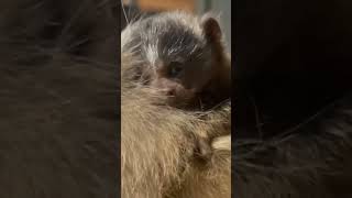 Announcing the arrival of TWO adorable blacktailed marmoset babies born on April 14th🐒🐒 [upl. by Yonina]