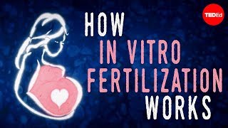 How in vitro fertilization IVF works  Nassim Assefi and Brian A Levine [upl. by Saraann]