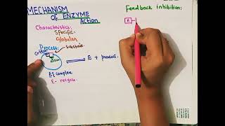 Feedback Inhibition Precursor ActivationMechanism of enzyme Actionpart 1Fsc BIOLOGY [upl. by Doughman]