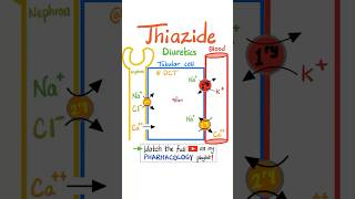 Thiazide Diuretics  Kidney Pharmacology…science pharmacology pharmacy biology physiology mbbs [upl. by Aika292]