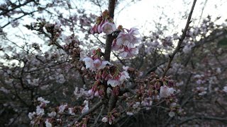 さくらの名所散策路 桜が咲き始めていました 2024年1月17日水 [upl. by Okimuy]