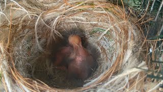 2020 common Crossbill breeding season  2 Eggs hatched and chick feeding [upl. by Enitsirk]