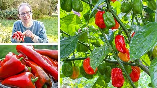 Growing Peppers from Sowing to Harvest [upl. by Jolynn]