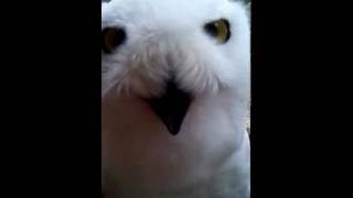 Snowy Owl Qigiq [upl. by Adnilra633]