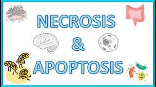 Cell Death  Necrosis amp Apoptosis  Types Morphology Causes Mechanism amp Clinical Significance [upl. by Akihsan]