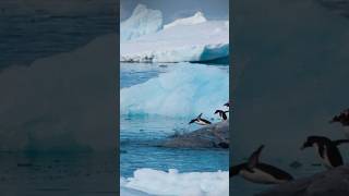 Lets Protect Our Planet  Rapid Ice Melting in West Antarctica  antarctica trending shorts [upl. by Oyek398]