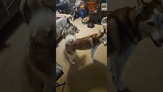 3 huskies being funny husky allthingshusky huskyworldwide huskyworld [upl. by Uchish940]