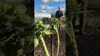 Bed prep ahead of spring nodig gardening soilhealth [upl. by Fabien]