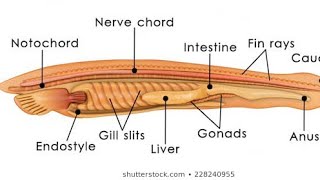 respiration and blood vascular system in branchiostomabsc3rd year [upl. by Ellivnarg]