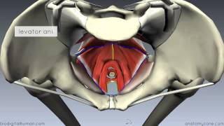 Pelvic Floor Part 1  The Pelvic Diaphragm  3D Anatomy Tutorial [upl. by Yeliac]