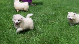 Samoyed Puppies For Sale [upl. by Eelloh]