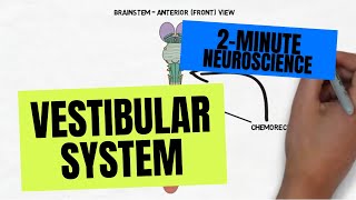 2Minute Neuroscience Vestibular System [upl. by Udenihc]