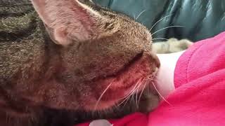 4 Minute Cat Massage And ASMR [upl. by Esme]